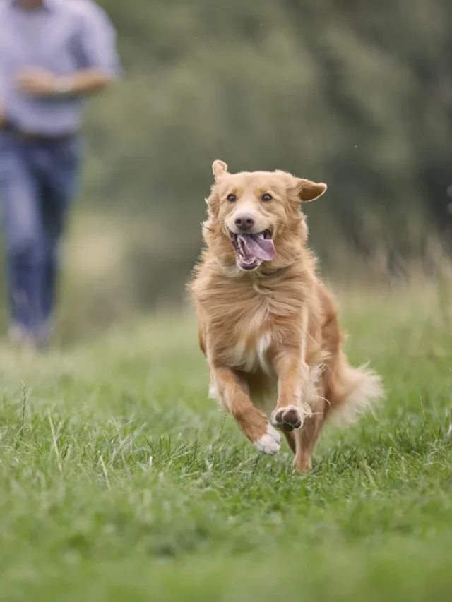 Dog_-rights_MS_outdoors_active_running-in-field-with-person_tan-dog-1