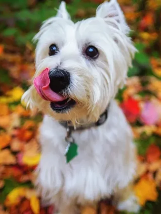 dogs-fall-season-pictures-1